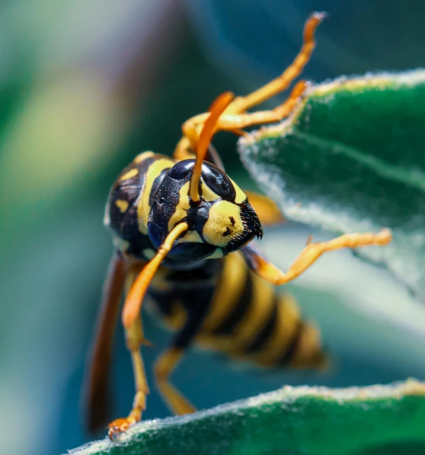a wasp sitting on top of a green leaf, pexels contest winner, hurufiyya, large yellow eyes, avatar image, full frame image