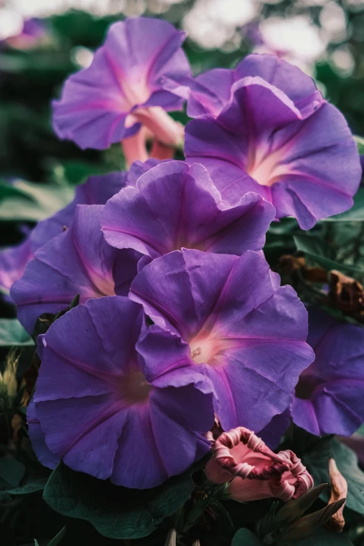 a group of purple flowers sitting on top of a lush green field, datura, ((purple)), no cropping, slate