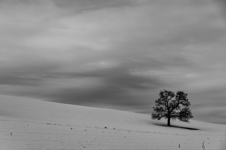 a lone tree in the middle of a snow covered field, a black and white photo, by Matthias Weischer, unsplash contest winner, minimalism, rolling hills, oak trees, grain”, 4k serene