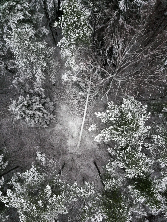 an aerial view of a snow covered forest, by Adam Marczyński, camera looking down into the maw, with a tall tree, dark and white, high fov