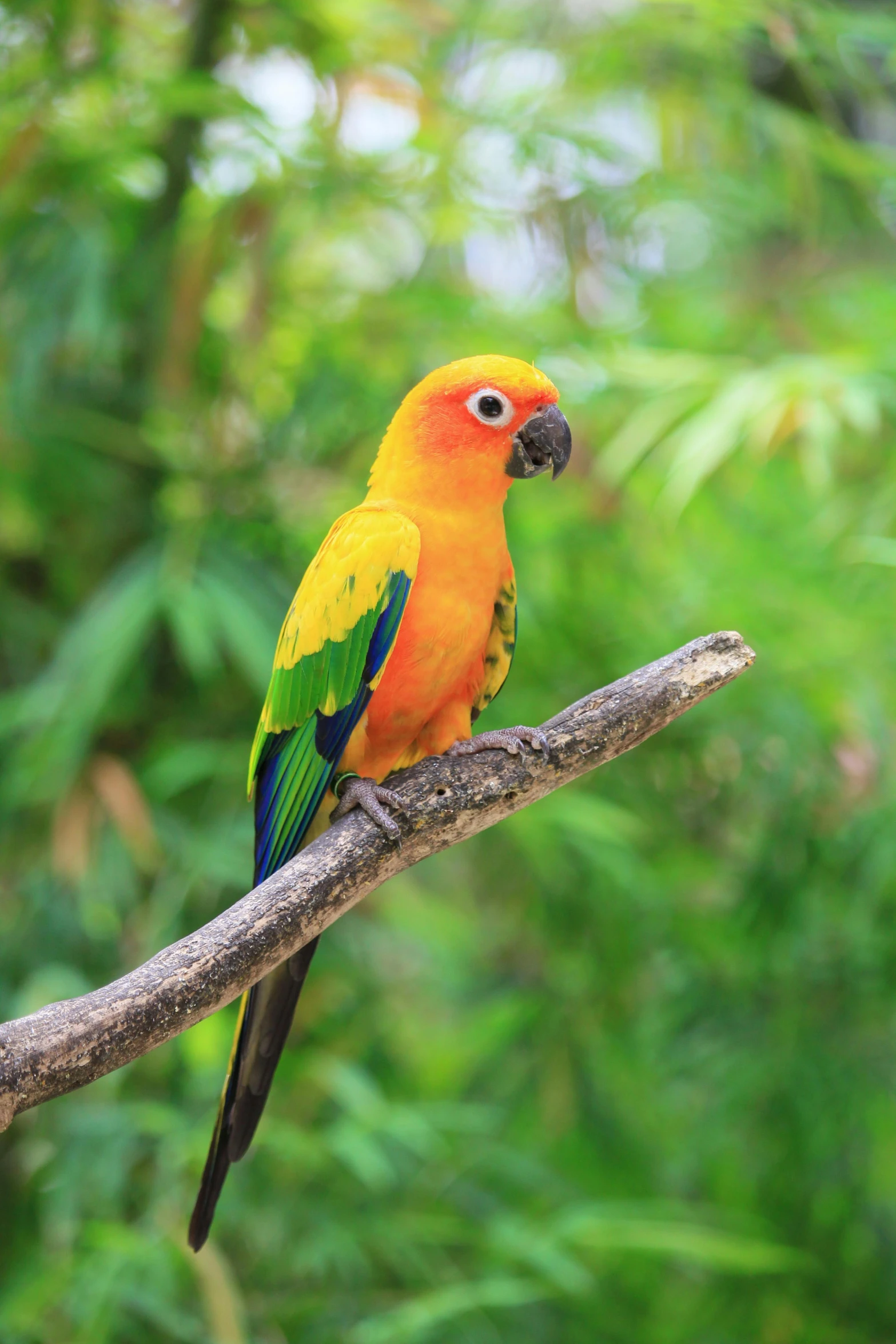 a colorful bird sitting on top of a tree branch, posing for a picture