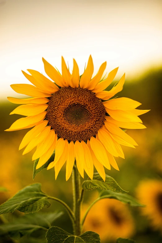 a close up of a sunflower in a field, warmly lit, standing elegantly, slide show, best selling