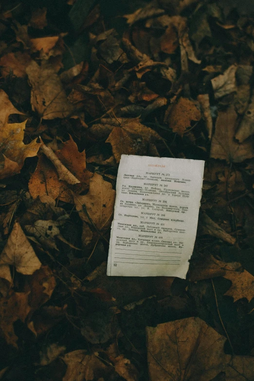 a piece of paper sitting on top of a pile of leaves, unsplash, poetry, multiple stories, woods, analog photo