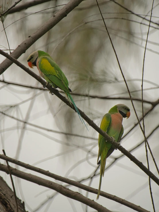 a couple of birds sitting on top of a tree branch, posing for the camera