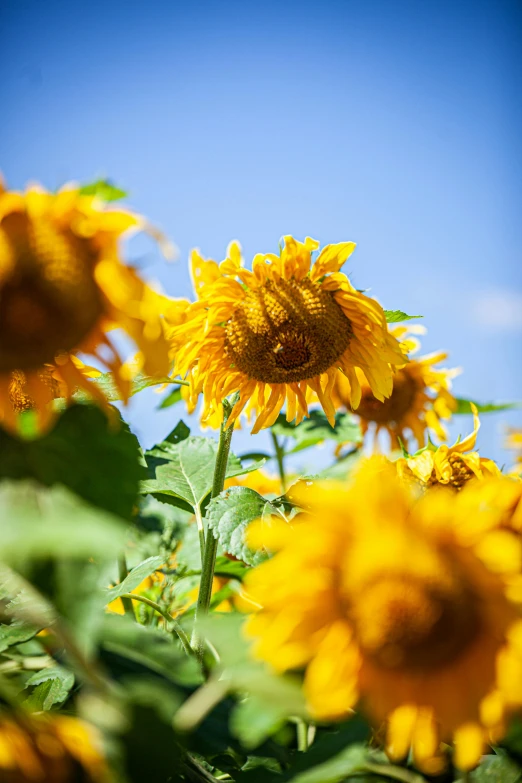 a field of sunflowers with a blue sky in the background, award - winning crisp details ”, al fresco, amber, botanicals