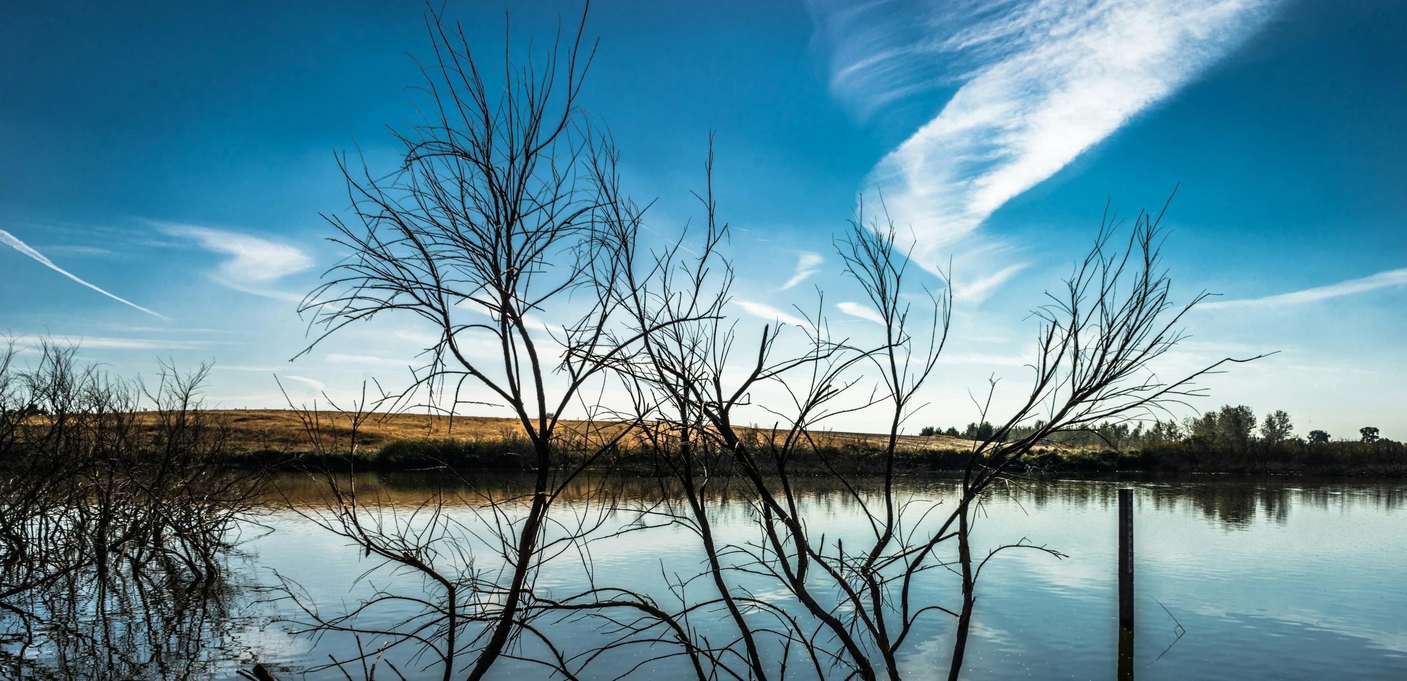 a body of water with trees in the foreground, by Peter Churcher, unsplash, land art, with branches reaching the sky, “ iron bark, istock, reed on riverbank