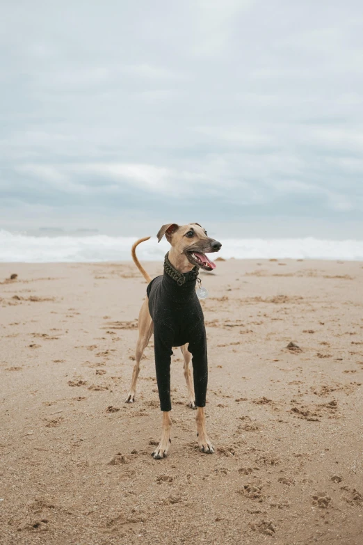 a dog standing on top of a sandy beach, in spandex suit, overcast weather, jen atkin, streetwear