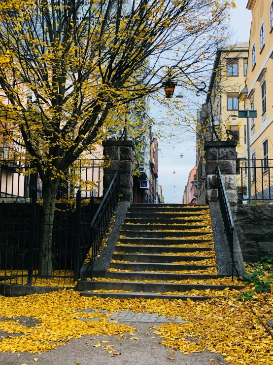 a bunch of stairs that are next to a tree, by Tom Wänerstrand, pexels contest winner, covered in fallen leaves, stockholm city, 🚿🗝📝, gold leaves