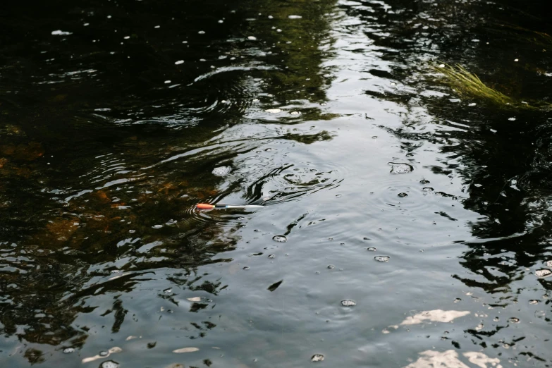 a bird floating on top of a body of water, an album cover, inspired by Elsa Bleda, unsplash, hurufiyya, reflective water koi pond, water flowing through the sewer, nature photo, black