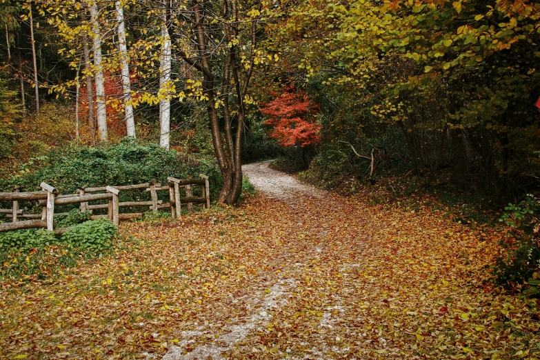 a red stop sign sitting on the side of a road, a picture, pexels, visual art, a beautiful pathway in a forest, colorful leaves, 2 5 6 x 2 5 6 pixels, brown