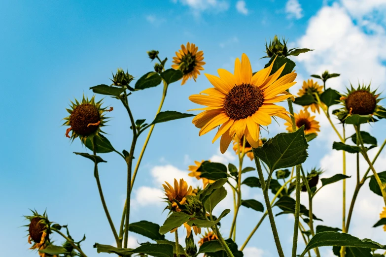 a field of sunflowers with a blue sky in the background, by Carey Morris, unsplash, fan favorite, fine art print, low angle photograph, brown