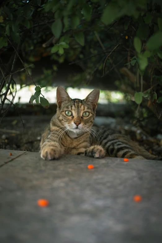 a cat that is laying down under a tree, unsplash contest winner, photorealism, orange lights, hanging out with orbs, taken with sony alpha 9, eating outside