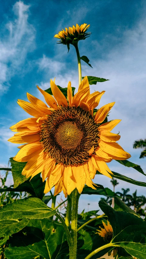 a field of sunflowers with a blue sky in the background, giant daisy flower over head, award-winning picture, grey, multicoloured