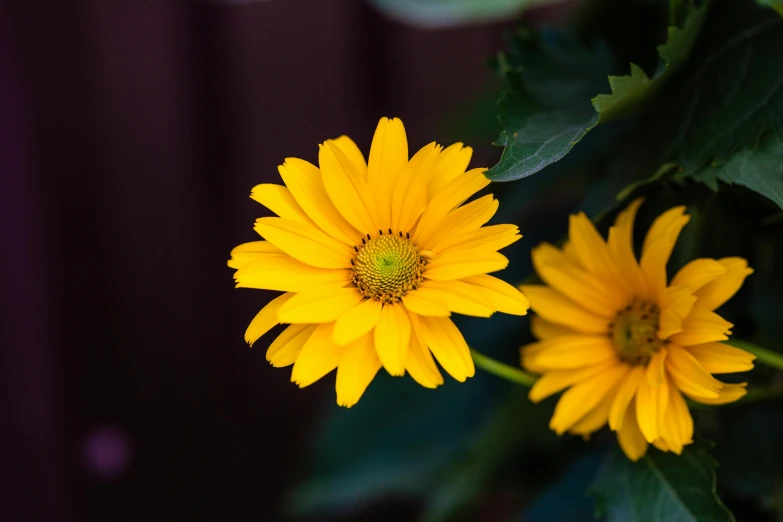 a couple of yellow flowers sitting next to each other, color ( sony a 7 r iv, fan favorite, brown, casey cooke