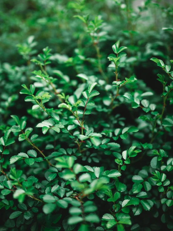 a close up of a bush with green leaves, a digital rendering, by Adam Marczyński, trending on unsplash, good quality, photographed on colour film, background: assam tea garden, smooth tiny details