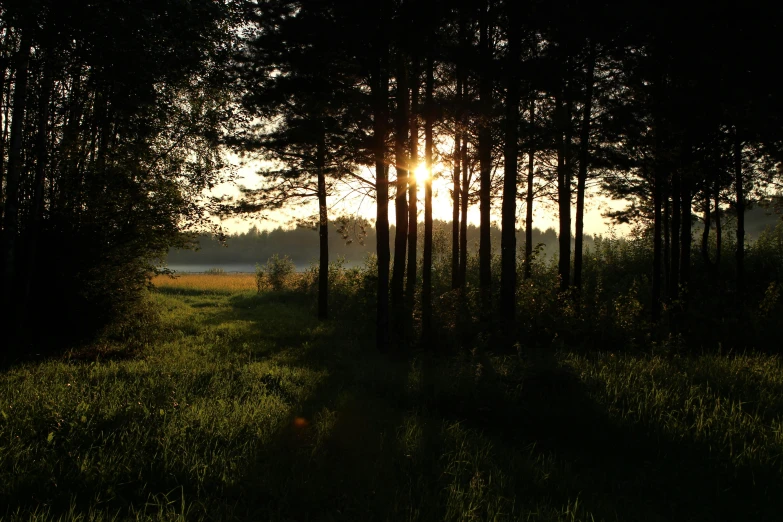 the sun is shining through the trees in the forest, a picture, by Jan Tengnagel, land art, summer evening, instagram picture, landscape photo