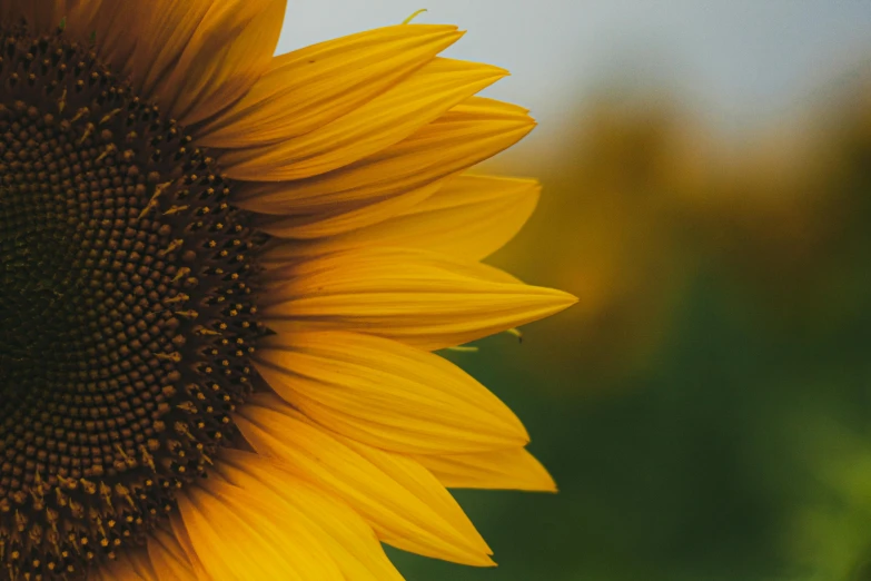 a close up of a sunflower in a field, pexels contest winner, paul barson, close-up product photo, side - view, 38mm photograhpy