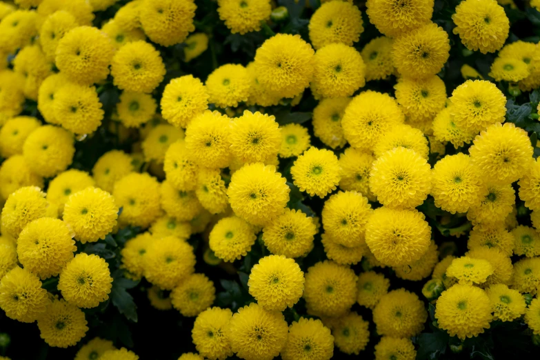 a close up of a bunch of yellow flowers, chrysanthemum eos-1d, shot on sony a 7, golden orbs, beijing