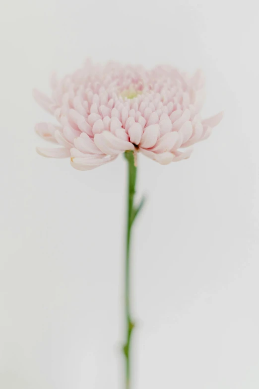 a single pink flower against a white background, a picture, by Emily Shanks, unsplash, fine art, paper chrysanthemums, medium format. soft light, ( ultra realistic, tall thin