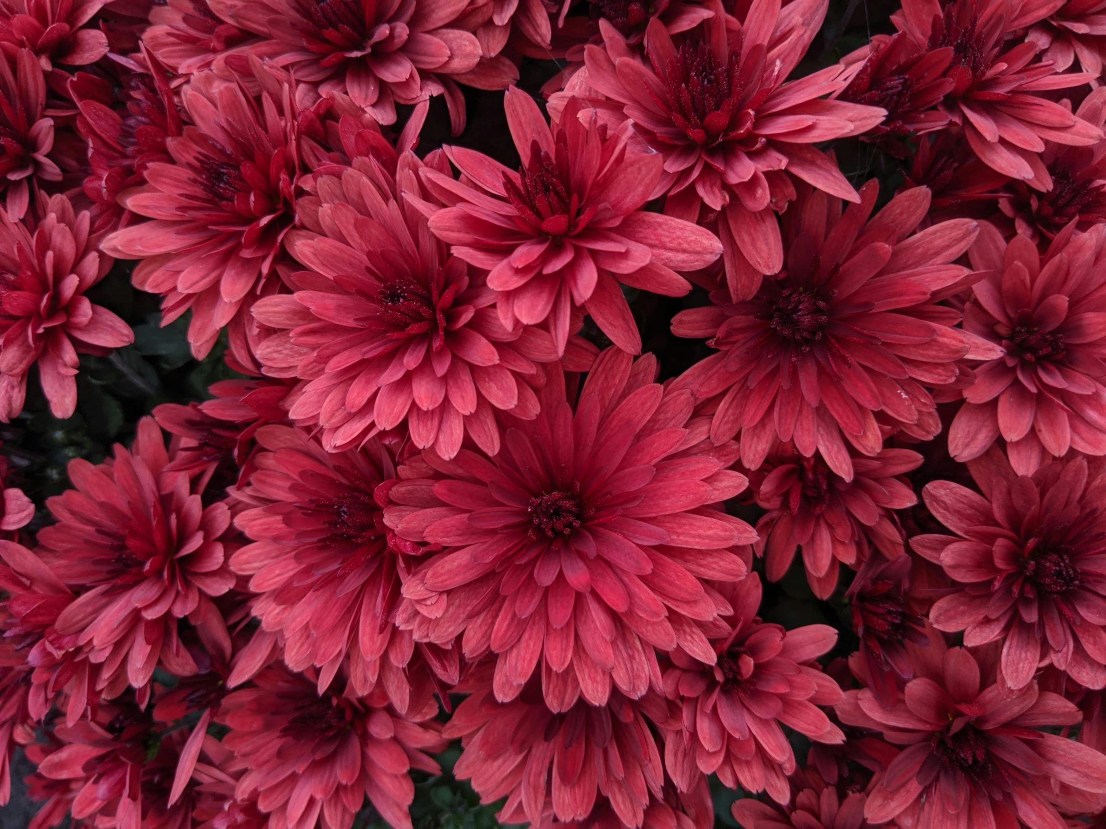 a close up of a bunch of red flowers, chrysanthemum eos-1d, wine red trim, fall foliage, zoomed out shot