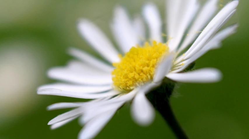 a close up of a white flower with a yellow center, a macro photograph, by David Simpson, unsplash, hd footage, chamomile, dof:-1, blurred detail