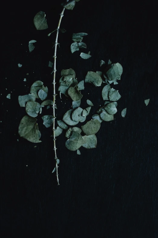 a bunch of leaves sitting on top of a black surface, an album cover, by Elsa Bleda, unsplash, with a hurt expression, eucalyptus, broken pieces, ignant