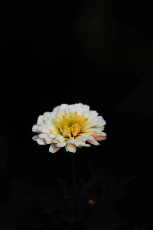 a single white flower against a black background, a picture, by Alison Geissler, unsplash, marigold, albino dwarf, 15081959 21121991 01012000 4k, speckled