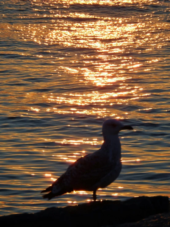 a seagull standing on a rock in the water, pexels contest winner, romanticism, dappled golden sunset, profile image, glittering, heat ripples