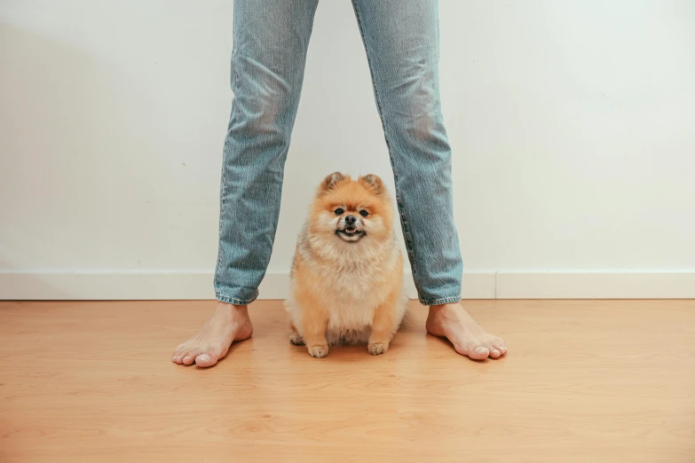 a woman standing on top of a wooden floor next to a small dog, trending on pexels, wearing only pants, symmetrical image, pomeranian, sitting on man's fingertip