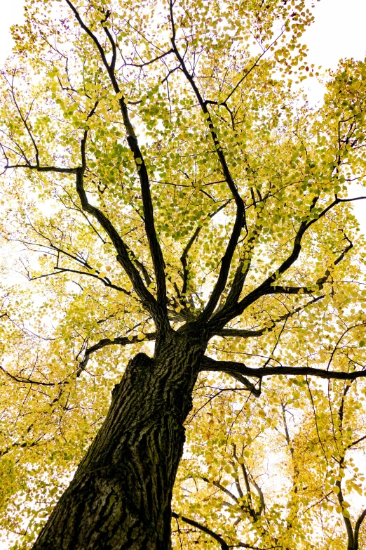 a tall tree in the middle of a forest, by Joe Stefanelli, leaves on branches, viewed from the ground, ((trees))