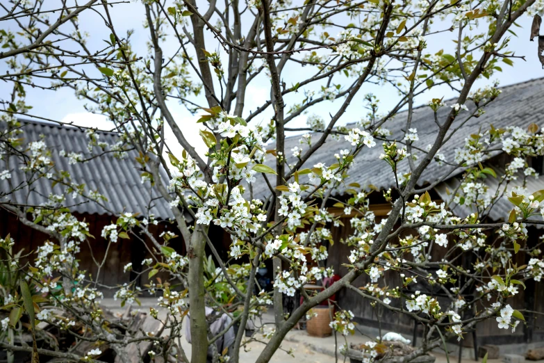 a tree with white flowers in front of a building, inspired by Cui Bai, old village, plant sap, ready to eat, hong soonsang