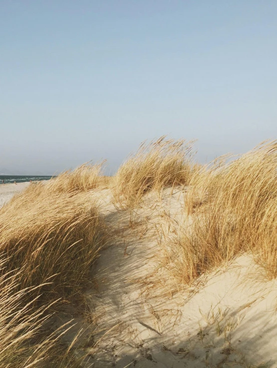 a man riding a surfboard on top of a sandy beach, an album cover, by Jan Tengnagel, unsplash, phragmites, panorama, long thick grass, sand color