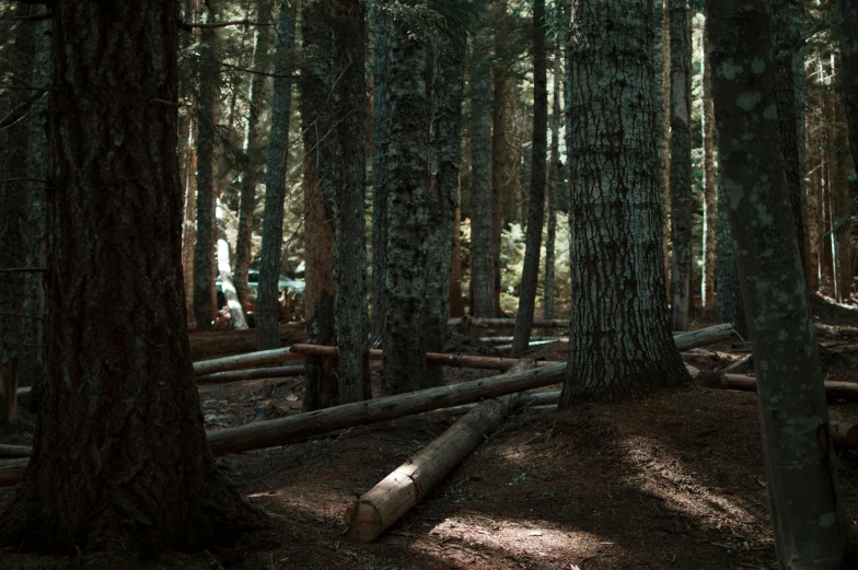 a forest filled with lots of trees and logs, inspired by Elsa Bleda, unsplash contest winner, black fir, camping, ((trees)), ground level shot