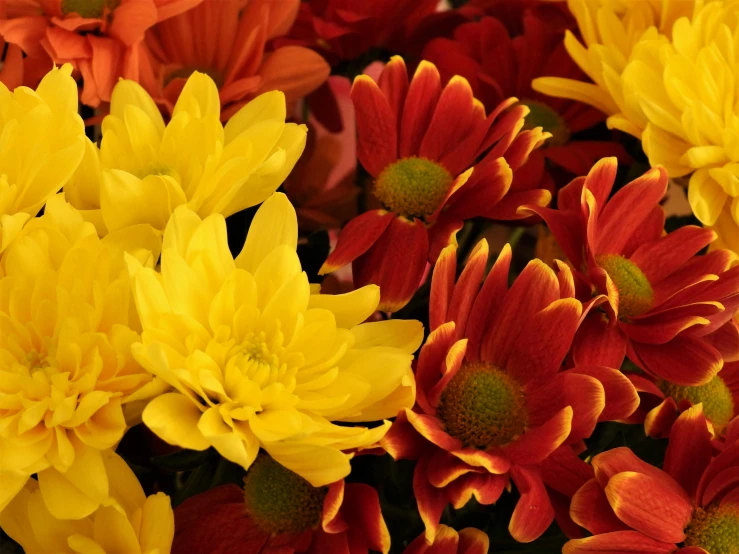 a close up of a bunch of yellow and red flowers, fall, full product shot, chrysanthemums, red and orange glow