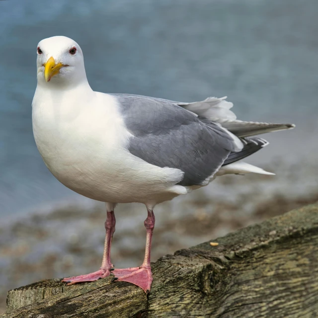 a seagull standing on a log by the water, a portrait, pexels contest winner, arabesque, with a white nose, grey, long pointy pink nose, male and female