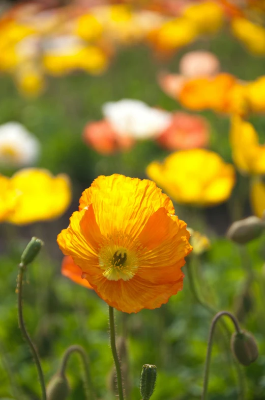 a field full of orange and white flowers, yellow radiant magic, anemone, vibrant but dreary gold, yellow lanterns