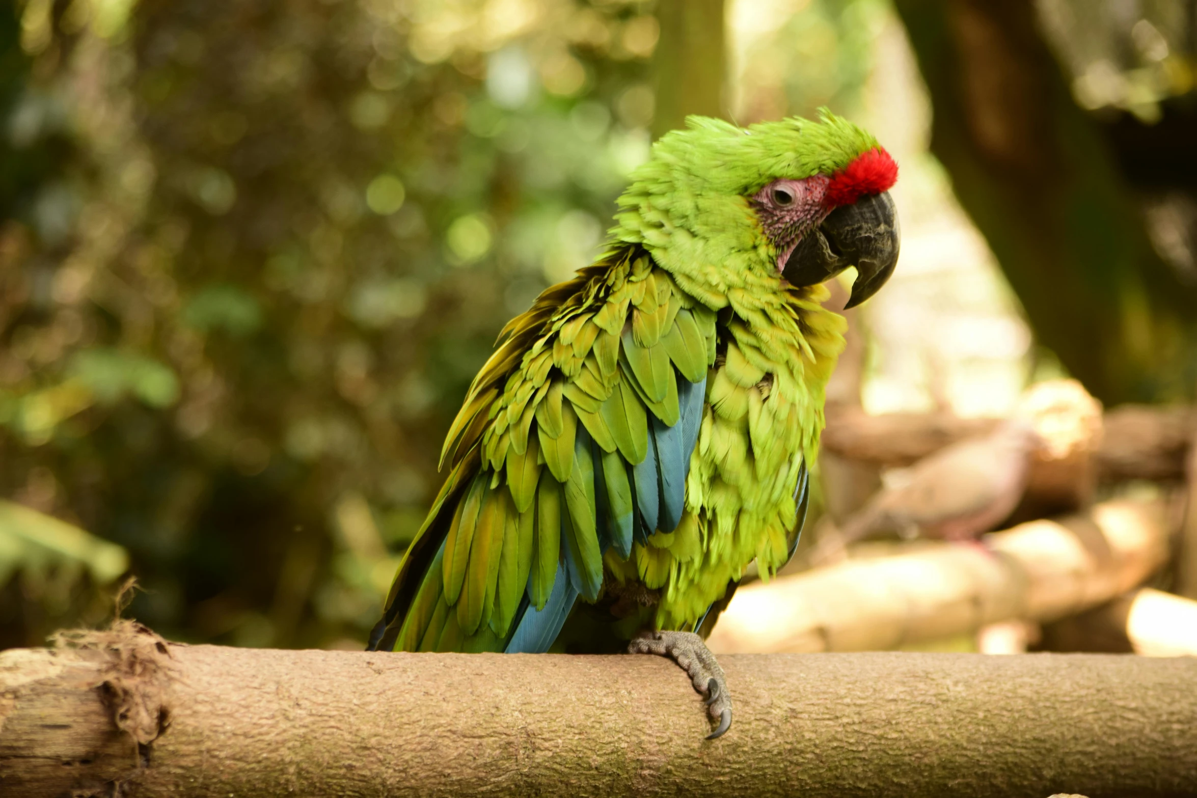 a green parrot sitting on top of a tree branch, pexels contest winner, 🦩🪐🐞👩🏻🦳, colorful feathers, sitting on a log, green and red