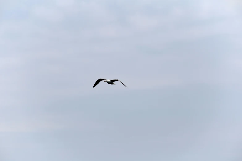 a bird that is flying in the sky, by Paul Bird, minimalism, rectangle, full frame, hgh, 1 2 9 7