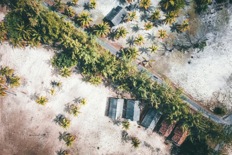 an aerial view of a beach with palm trees, by Daniel Lieske, unsplash contest winner, happening, roof with vegetation, rundown buildings, several cottages, texture