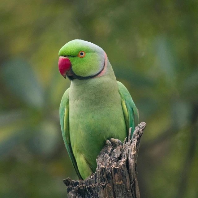 a green parrot sitting on top of a tree stump, a portrait, pexels contest winner, long pointy pink nose, trending on 5 0 0 px, beautiful animal pearl queen, taken in the early 2020s