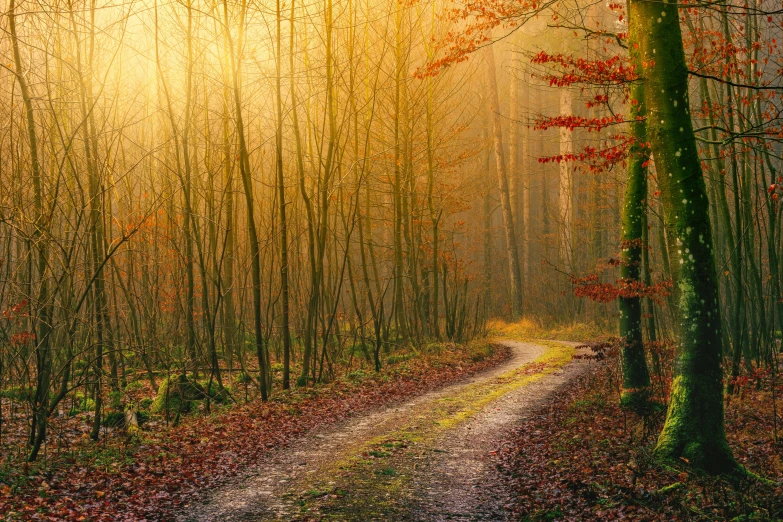a dirt road in the middle of a forest, by Eglon van der Neer, pexels contest winner, renaissance, autumn sunrise warm light, soft grey and red natural light, light wood, brown