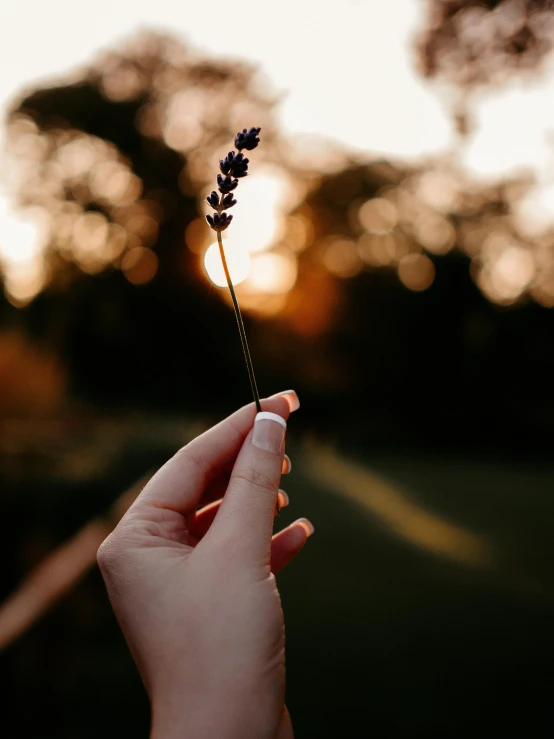 a person holding a flower in their hand, a picture, trending on pexels, magic hour, lavender, profile picture, light and dark