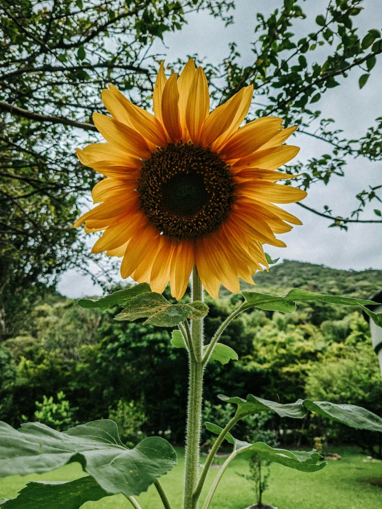 a close up of a sunflower in a field, by Yasushi Sugiyama, in the jungle. bloom, towering high up over your view, kamakura scenery, instagram picture