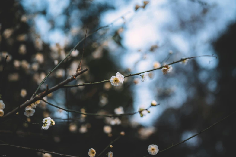 a close up of a tree with white flowers, unsplash, background image, alessio albi, winter photograph, flowering buds