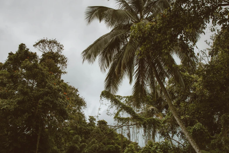 a couple of people standing on top of a lush green field, pexels contest winner, sumatraism, tropical trees, dark jungle, coconuts, viewed from the ground