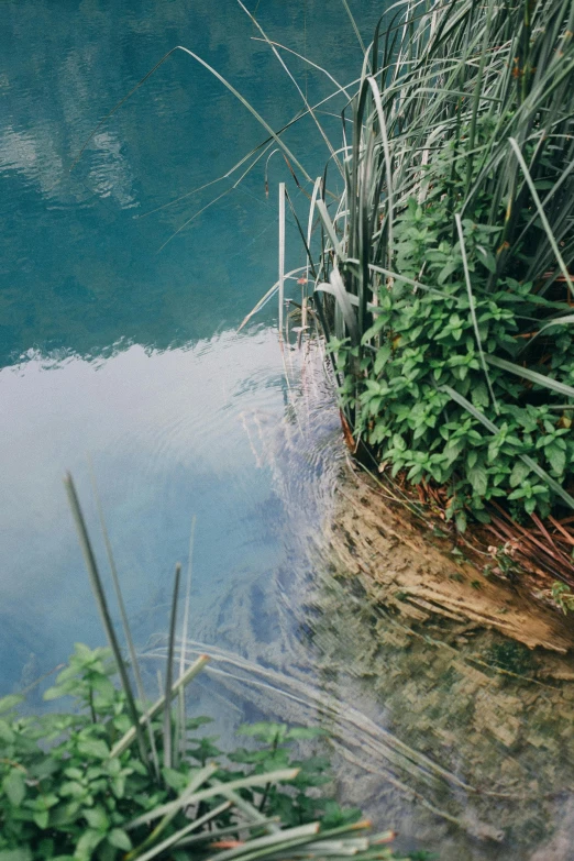 a red fire hydrant sitting next to a body of water, a picture, by Sebastian Spreng, trending on unsplash, hurufiyya, river with low hanging plants, floating. greenish blue, looking down from above, tall grown reed on riverbank