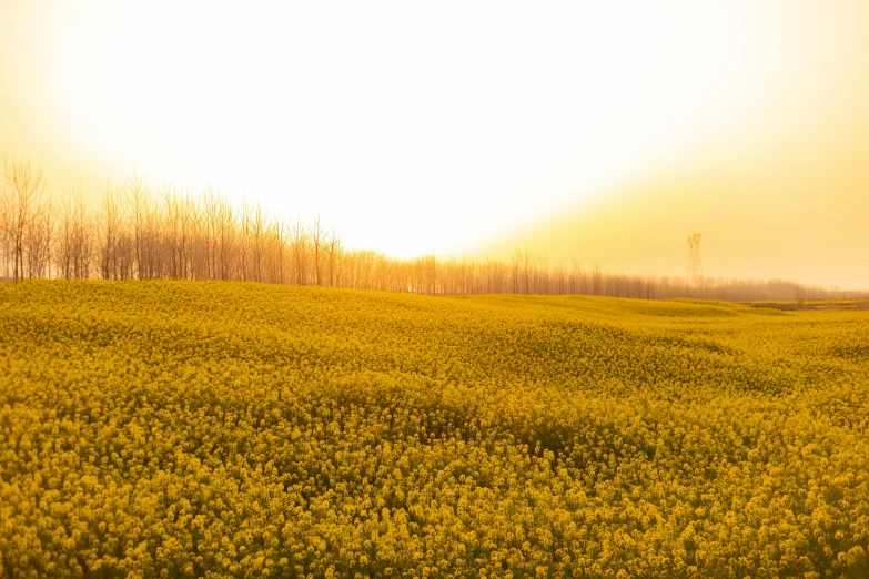 a field of yellow flowers with trees in the background, a picture, unsplash contest winner, color field, golden hour in beijing, grain”, “ golden chalice, foggy volumetric light morning