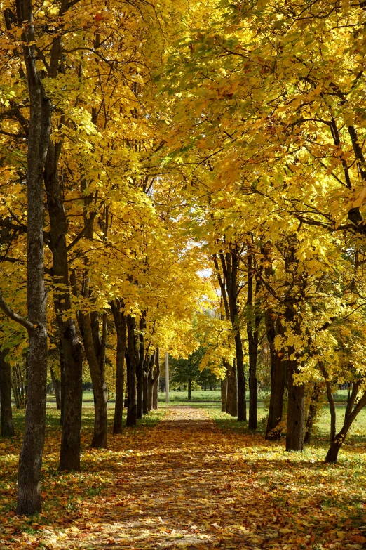 a forest filled with lots of trees covered in yellow leaves, inspired by Ivan Shishkin, baroque, sidewalk, shades of gold display naturally, minn, surrounding the city