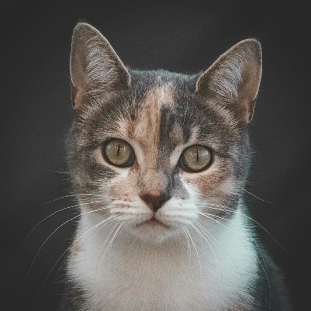 a close up of a cat on a black background, pexels contest winner, calico cat, square nose, young female, today\'s featured photograph 4k