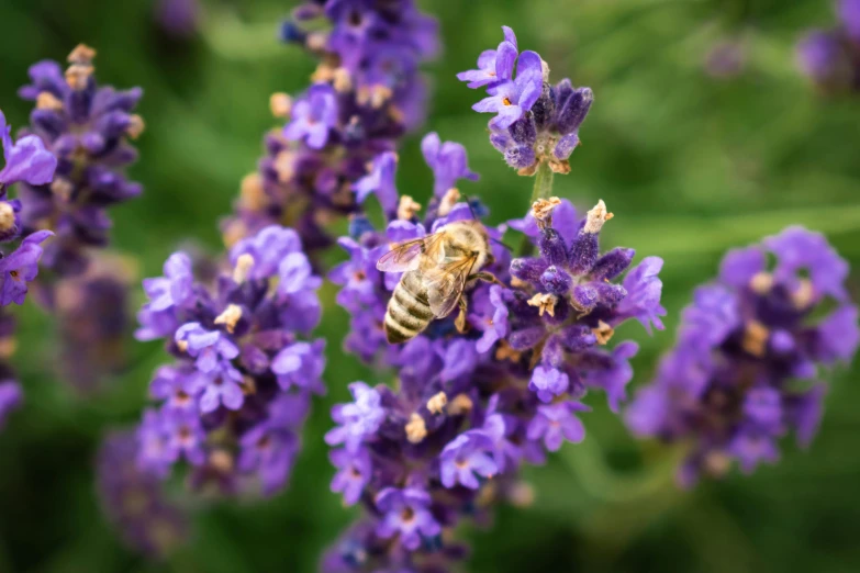 a bee sitting on top of a purple flower, trending on pexels, renaissance, avatar image, lavender, thumbnail, brown